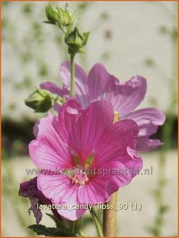 Lavatera &#039;Candy Floss&#039; | Struikmalva | Buschmalve | Tree Mallow