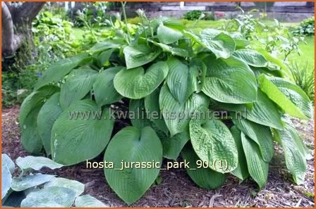 Hosta &#039;Jurassic Park&#039; | Hartlelie, Funkia