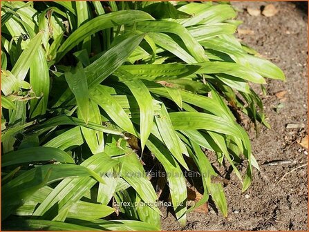 Carex plantaginea | Zegge | Immergr&uuml;ne Breitblatt-Segge