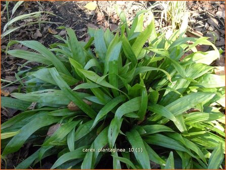 Carex plantaginea | Zegge | Immergr&uuml;ne Breitblatt-Segge