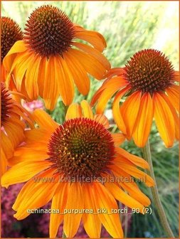 Echinacea purpurea &#039;Tiki Torch&#039; | Zonnehoed