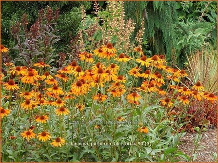 Echinacea purpurea &#039;Tiki Torch&#039; | Zonnehoed