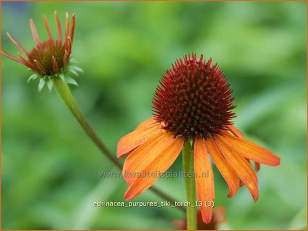 Echinacea purpurea &#039;Tiki Torch&#039; | Zonnehoed