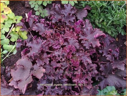 Heuchera &#039;Purple Petticoats&#039; | Purperklokje