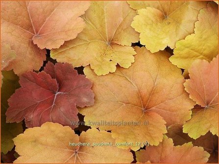 Heuchera &#039;Southern Comfort&#039; | Purperklokje