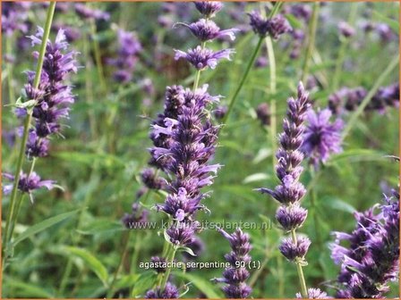 Agastache &#039;Serpentine&#039; | Dropplant, Anijsnetel