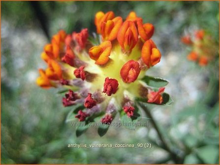 Anthyllis vulneraria coccinea | Rode Wondklaver