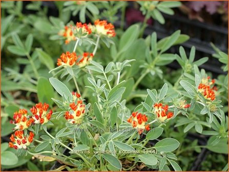 Anthyllis vulneraria coccinea | Rode Wondklaver