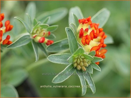 Anthyllis vulneraria coccinea | Rode Wondklaver