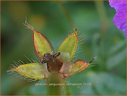 Geranium sanguineum &#039;Compactum&#039; | Ooievaarsbek