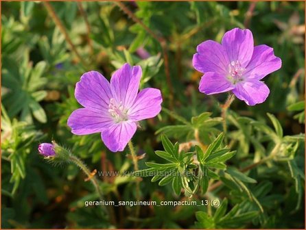 Geranium sanguineum &#039;Compactum&#039; | Ooievaarsbek