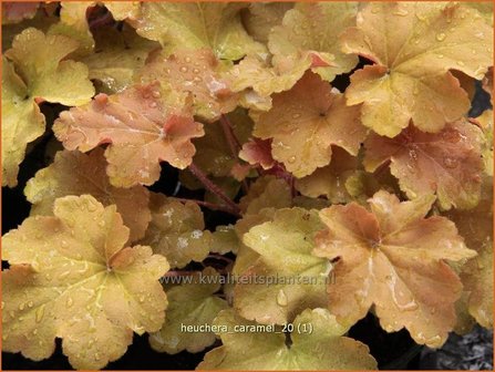 Heuchera &#039;Caramel&#039; | Purperklokje