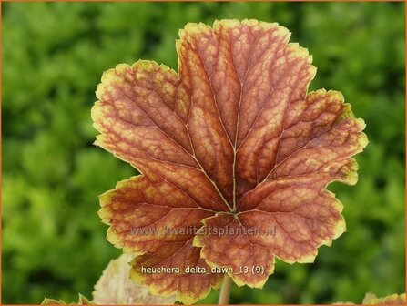 Heuchera &#039;Delta Dawn&#039; | Purperklokje