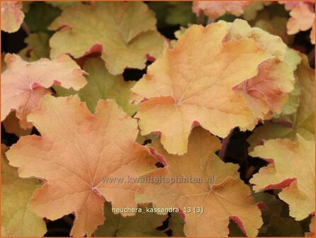 Heuchera &#039;Kassandra&#039; | Purperklokje