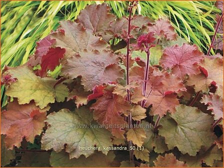 Heuchera &#039;Kassandra&#039; | Purperklokje