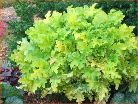 Heuchera &#039;Lime Marmalade&#039; | Purperklokje