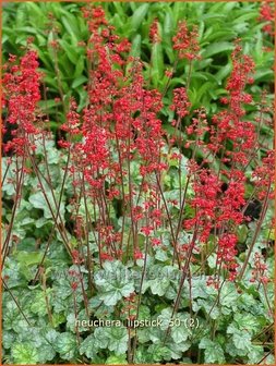 Heuchera &#039;Lipstick&#039; | Purperklokje