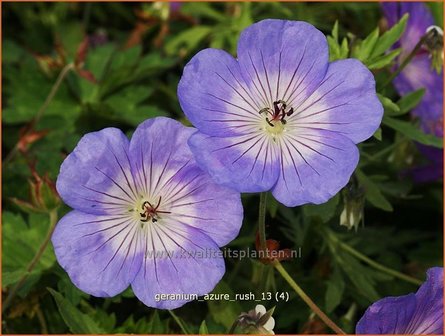 Geranium &#039;Azure Rush&#039; | Ooievaarsbek