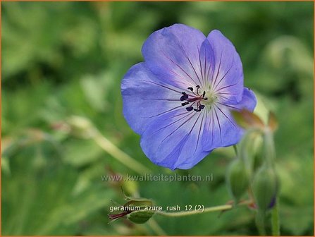 Geranium &#039;Azure Rush&#039; | Ooievaarsbek