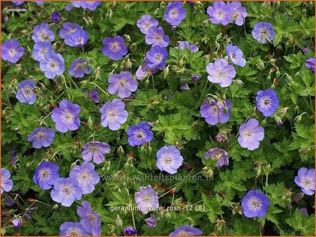 Geranium &#039;Azure Rush&#039; | Ooievaarsbek