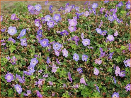 Geranium &#039;Azure Rush&#039; | Ooievaarsbek