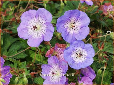 Geranium &#039;Azure Rush&#039; | Ooievaarsbek