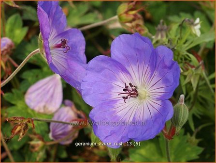 Geranium &#039;Azure Rush&#039; | Ooievaarsbek