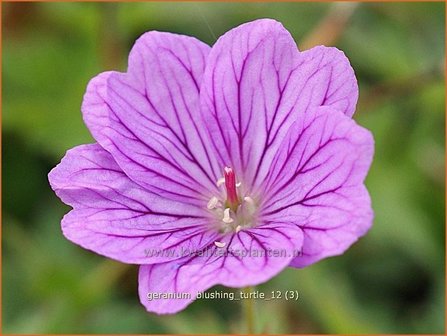 Geranium &#039;Blushing Turtle&#039; | Ooievaarsbek, Tuingeranium | Storchschnabel