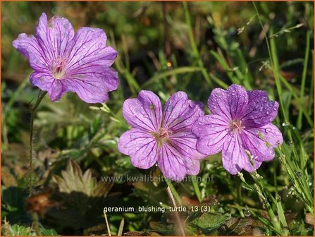 Geranium &#039;Blushing Turtle&#039; | Ooievaarsbek, Tuingeranium | Storchschnabel