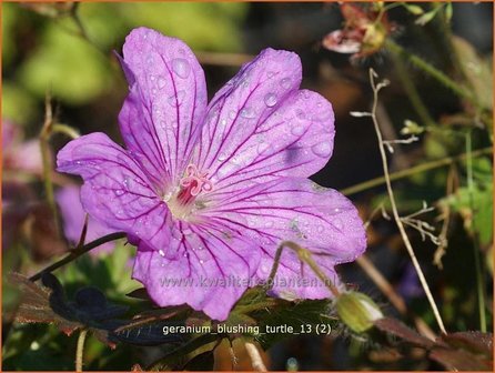 Geranium &#039;Blushing Turtle&#039; | Ooievaarsbek, Tuingeranium | Storchschnabel