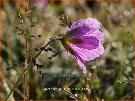 Geranium &#039;Blushing Turtle&#039; | Ooievaarsbek, Tuingeranium | Storchschnabel