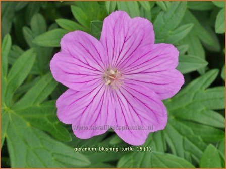 Geranium &#039;Blushing Turtle&#039; | Ooievaarsbek, Tuingeranium | Storchschnabel