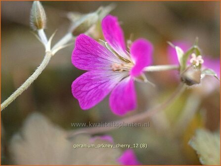 Geranium &#039;Orkney Cherry&#039; | Ooievaarsbek