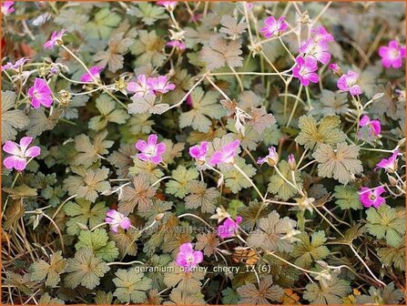 Geranium &#039;Orkney Cherry&#039; | Ooievaarsbek