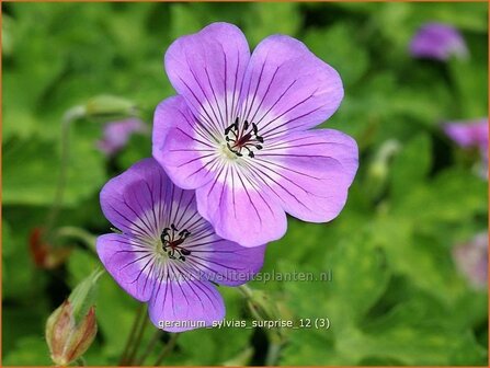 Geranium &#039;Sylvia&#039;s Surprise&#039; | Ooievaarsbek