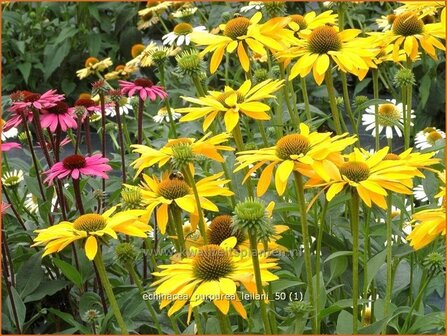 Echinacea purpurea &#039;Leilani&#039; | Zonnehoed