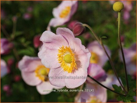 Anemone hybrida &#039;Ouverture&#039; | Anemoon, Herfstanemoon, Japanse anemoon