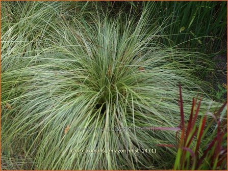 Carex comans &#039;Amazon Mist&#039; | Zegge