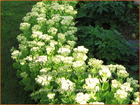 Sedum spectabile &#039;Stardust&#039; | Hemelsleutel, Vetkruid