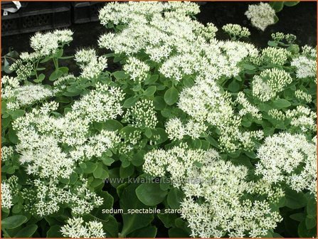 Sedum spectabile &#039;Stardust&#039; | Hemelsleutel, Vetkruid