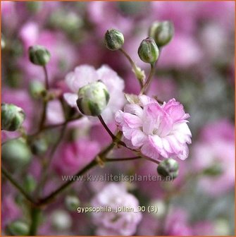 Gypsophila &#039;Jolien&#039; | Gipskruid