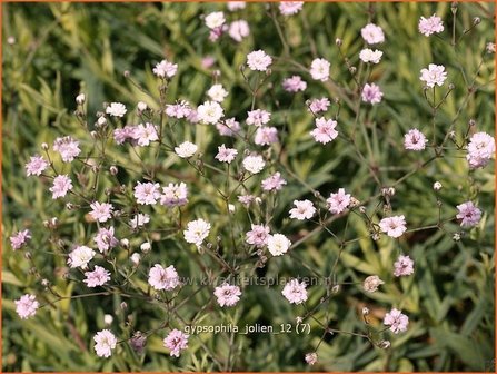 Gypsophila &#039;Jolien&#039; | Gipskruid