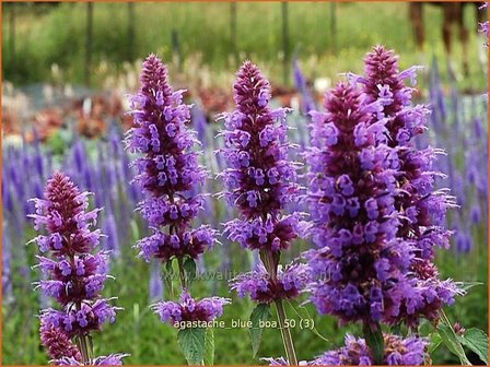 Agastache &#039;Blue Boa&#039; | Dropplant, Anijsnetel