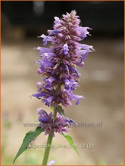 Agastache &#039;Blue Boa&#039; | Dropplant, Anijsnetel