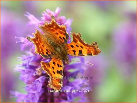 Agastache &#039;Blue Boa&#039; | Dropplant, Anijsnetel