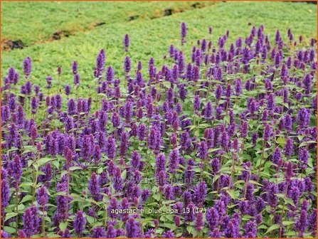 Agastache &#039;Blue Boa&#039; | Dropplant, Anijsnetel