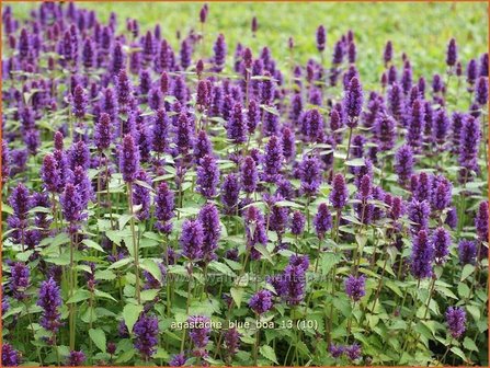 Agastache &#039;Blue Boa&#039; | Dropplant, Anijsnetel