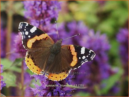 Agastache &#039;Blue Boa&#039; | Dropplant, Anijsnetel