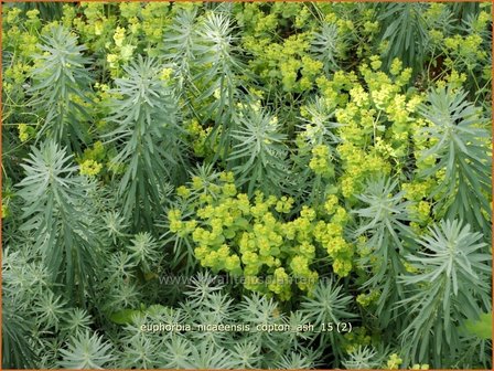 Euphorbia &#039;Copton Ash&#039; | Wolfsmelk | Wolfsmilch | Spurge