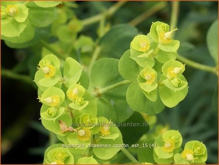 Euphorbia &#039;Copton Ash&#039; | Wolfsmelk | Wolfsmilch | Spurge